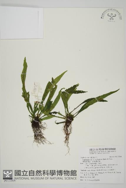 劍葉鐵角蕨、箭葉鐵角蕨藏品圖，第1張