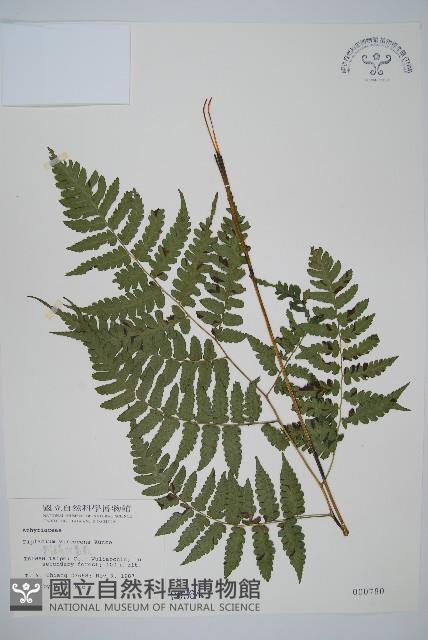 刺柄雙蓋蕨藏品圖，第1張