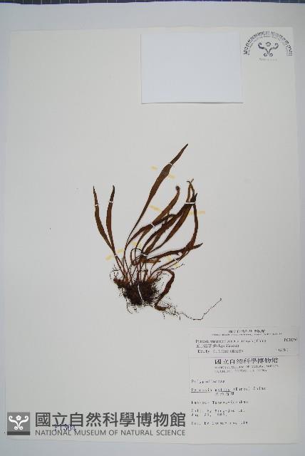 玉山石葦藏品圖，第1張