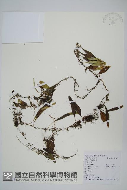 抱石蓮藏品圖，第1張