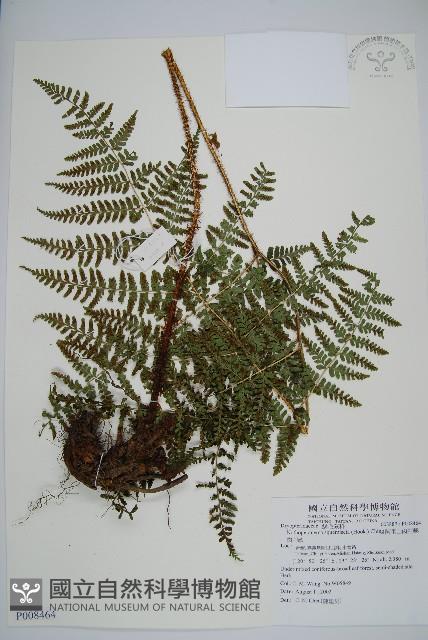 阿里山肉刺蕨、肉刺蕨藏品圖，第1張
