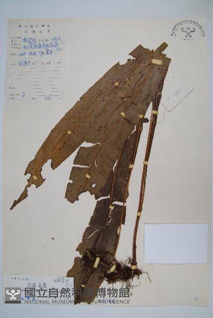 大星蕨藏品圖，第1張