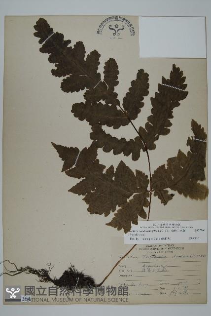 陰地三叉蕨藏品圖，第1張