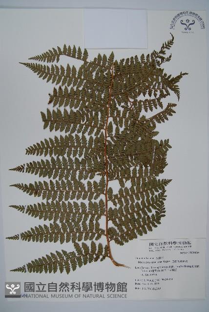 亞粗毛鱗蓋蕨藏品圖，第1張