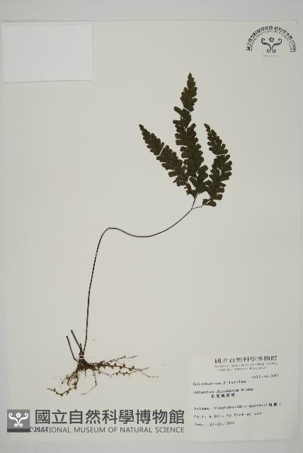 長尾鐵線蕨藏品圖，第1張