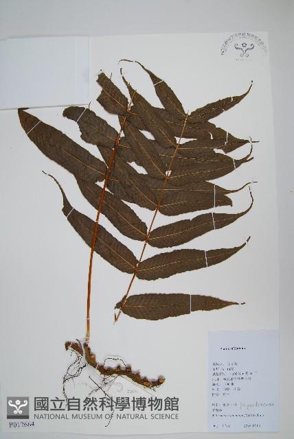 肢節蕨藏品圖，第1張