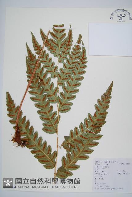 日本狗脊蕨藏品圖，第1張