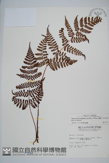 阿里山肉刺蕨藏品圖，第1張