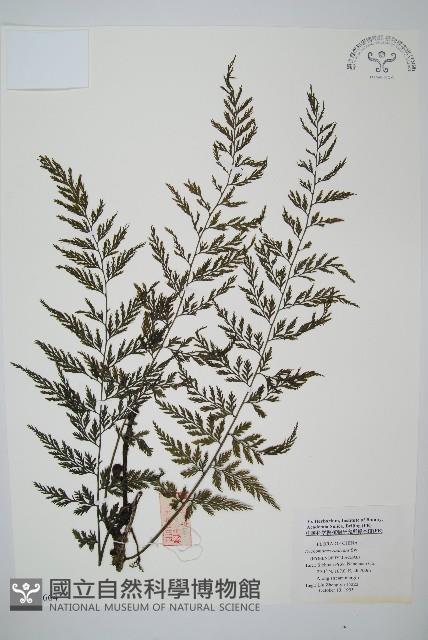 南海瓶蕨藏品圖，第1張