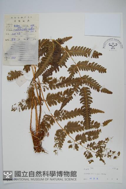 碩大鳳尾蕨藏品圖，第1張