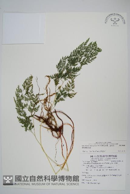 Accession Number:P009164 Collection Image, Figure 1, Total 2 Figures