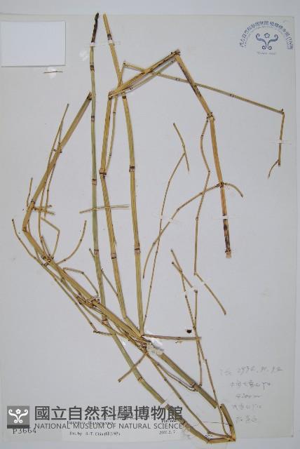 登錄號:P003664藏品圖，第1張