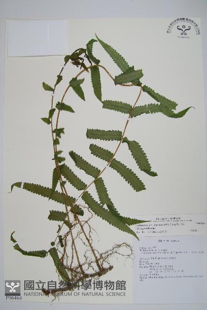 梳毛蕨藏品圖，第1張