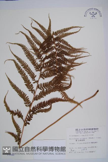 粗毛鱗蓋蕨藏品圖，第1張