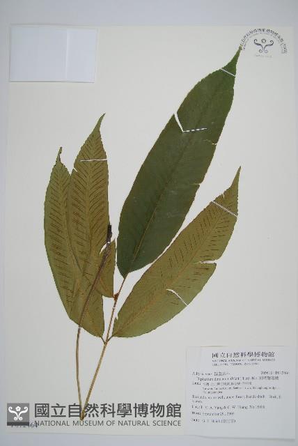 細柄雙蓋蕨藏品圖，第1張