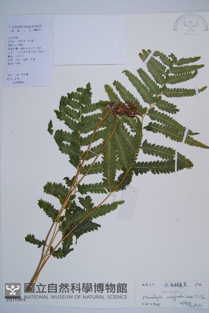 邊緣鱗蓋蕨藏品圖，第1張