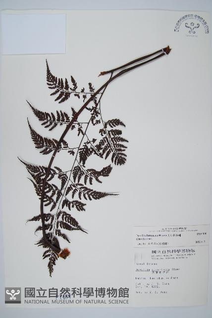 大葉骨碎補、台灣骨碎補、骨碎補藏品圖，第1張