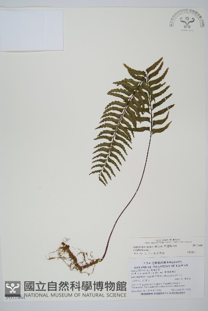 單邊鐵角蕨藏品圖，第1張