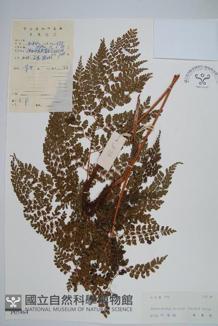 臺灣兩面複葉耳蕨藏品圖，第1張