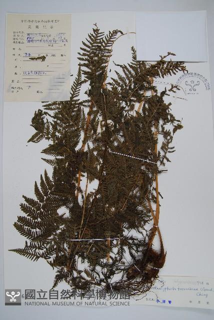 普通針毛蕨藏品圖，第1張