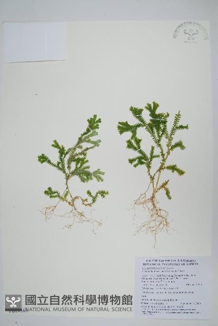 生根卷柏藏品圖，第1張