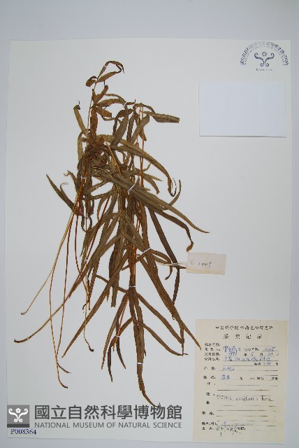 箭葉鳳尾蕨藏品圖，第1張