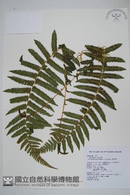 斜葉金星蕨藏品圖，第1張