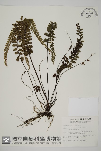 馬來鐵線蕨藏品圖，第1張