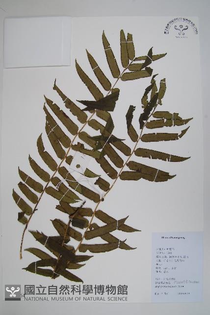 Accession Number:P012864 Collection Image, Figure 1, Total 2 Figures