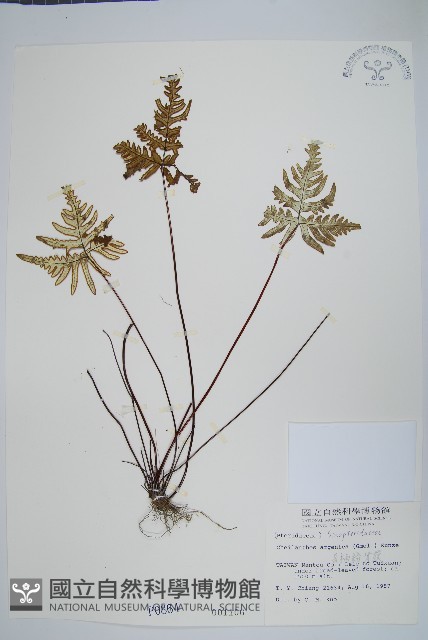 長柄粉背蕨藏品圖，第1張
