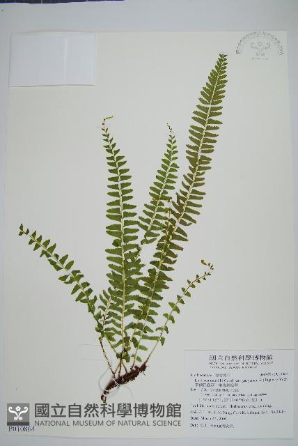 攀緣陵齒蕨、攀緣鱗始蕨藏品圖，第1張