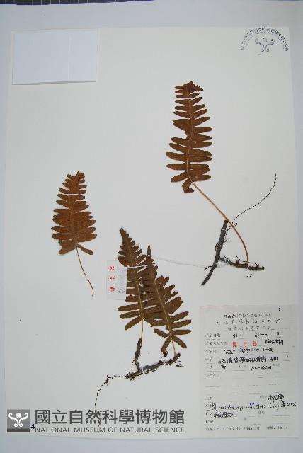 日本水龍骨藏品圖，第1張