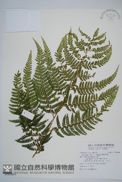 毛囊鱗蓋蕨藏品圖，第1張