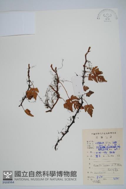 陰石蕨藏品圖，第1張