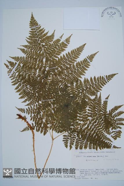 登錄號:P006264藏品圖，第1張