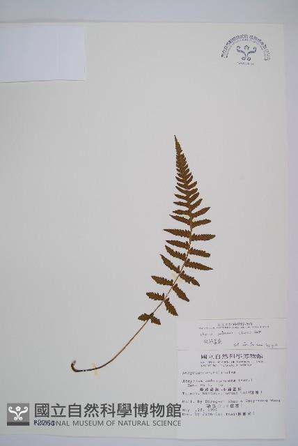 假蹄蓋蕨、東洋蹄蓋蕨藏品圖，第1張