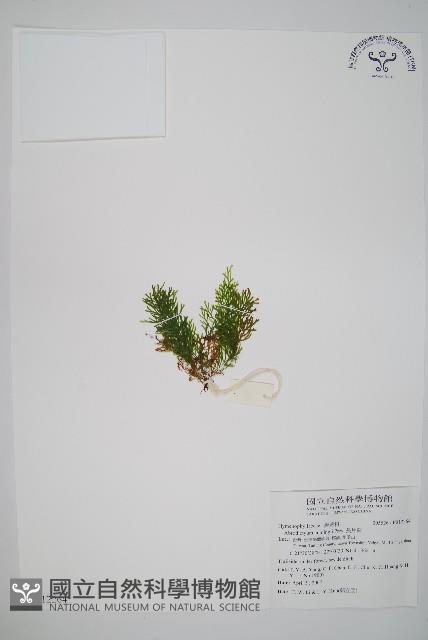 長片蕨藏品圖，第1張