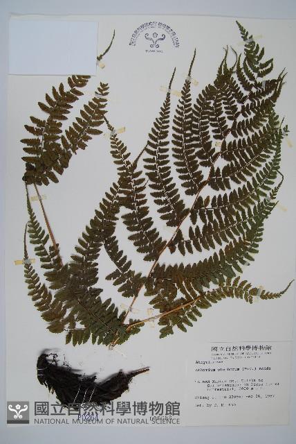 倉田氏蹄蓋蕨藏品圖，第1張