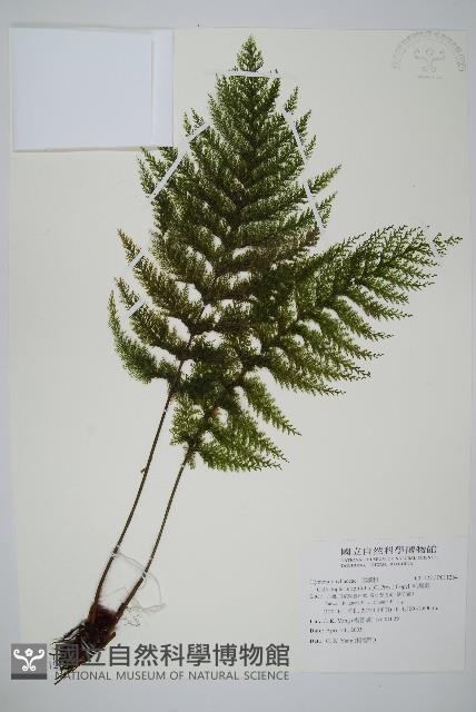 毛桿蕨藏品圖，第1張