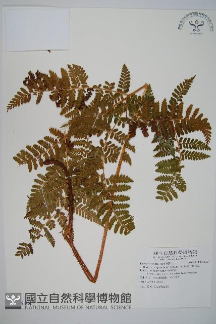 阿里山鱗毛蕨藏品圖，第1張