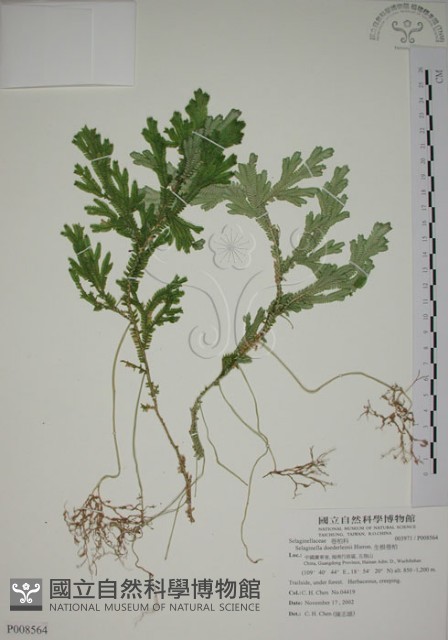 生根卷柏藏品圖，第1張