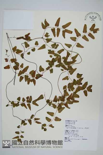 小葉海金沙藏品圖，第1張