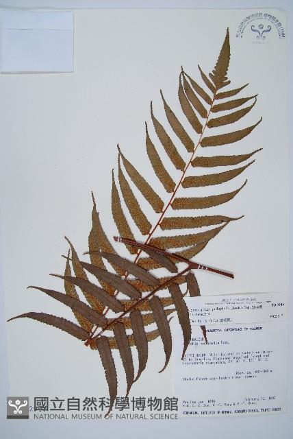 黑桫蕨藏品圖，第1張