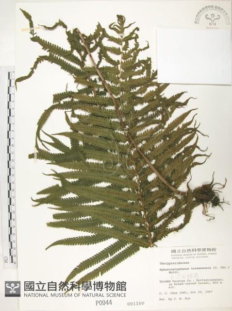 台灣毛蕨、台灣圓腺蕨藏品圖，第1張
