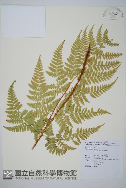 臺東鱗毛蕨藏品圖，第1張