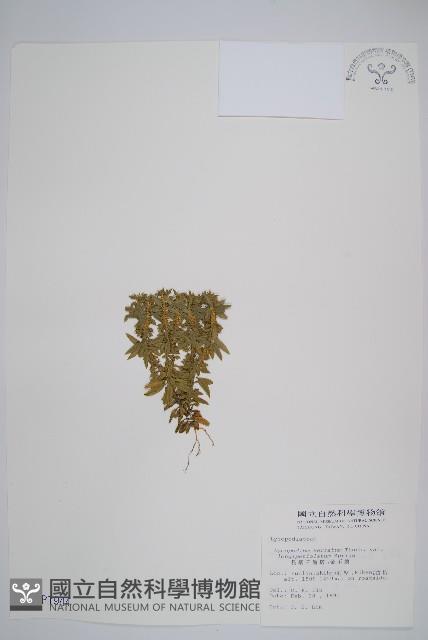 長柄千層塔藏品圖，第1張