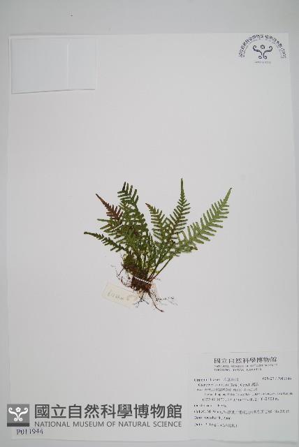 蒿蕨藏品圖，第1張