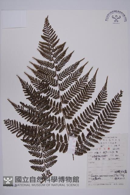 白鱗肋毛蕨藏品圖，第1張