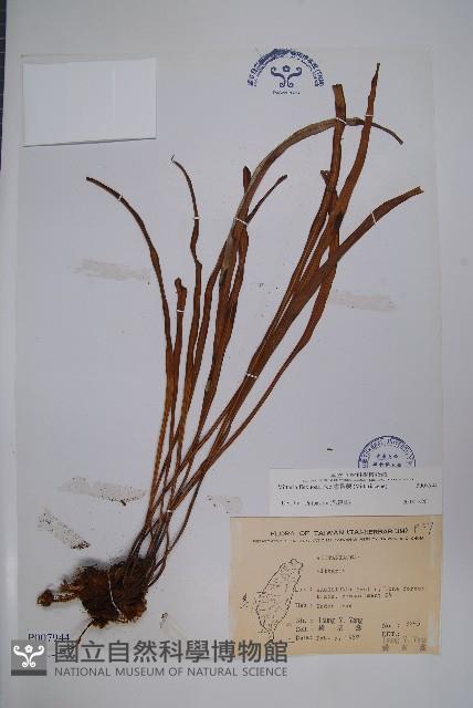 書帶蕨藏品圖，第1張