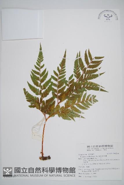 闊葉骨碎補藏品圖，第1張